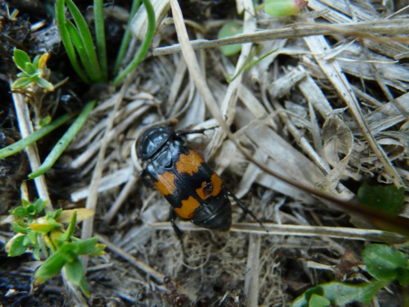 Nicrophorus sp.